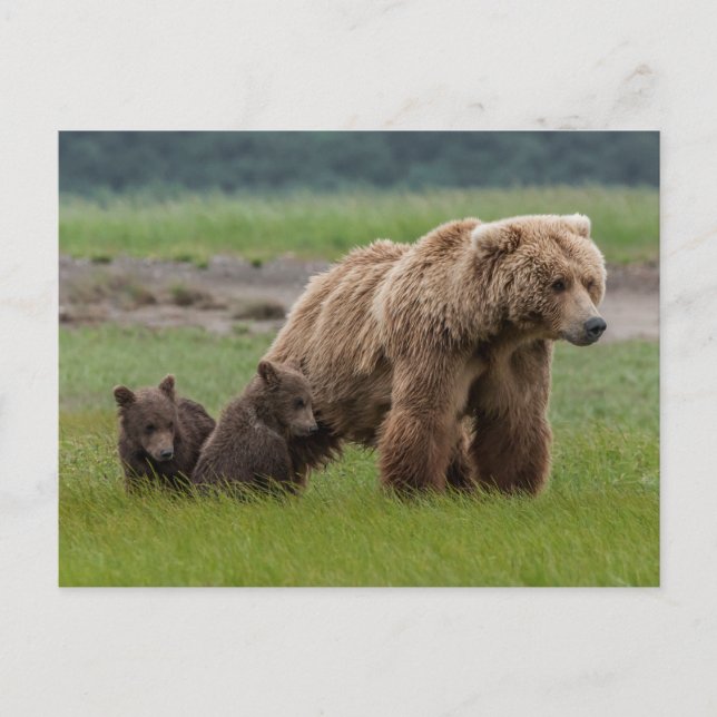 Cartão Postal Urso Pardo Mãe com Filhotes Gêmeos (Frente)