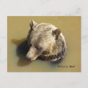Cartão Postal Urso Pardo na Água