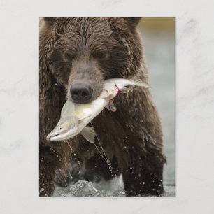 Cartão Postal Urso pardo, ou Urso Cinzento Costeiro, Ursus