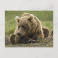 Urso pardo, ou Urso Cinzento Costeiro, Ursus