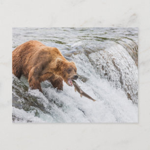 Cartão Postal Urso Pardo Pega Salmão Vermelho