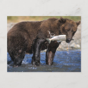 Cartão Postal Urso pardo, urso cinzento, com captura de salmão,