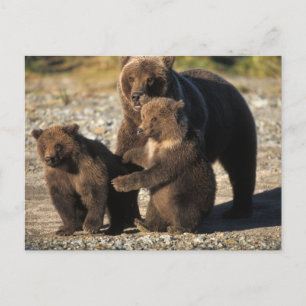 Cartão Postal Urso pardo, urso cinzento, porca com filhotes na c