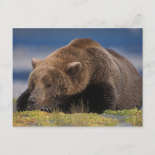 Cartão Postal Urso pardo, urso cinzento, tirando uma soneca, Kat