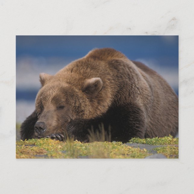 Cartão Postal Urso pardo, urso cinzento, tirando uma soneca, Kat (Frente)