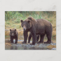 urso pardo, Ursus arctos, urso cinzento, Ursus 3