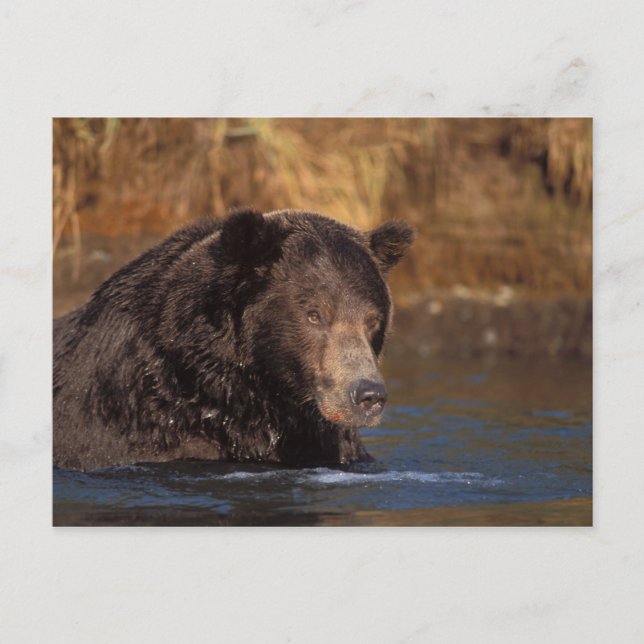Cartão Postal urso pardo, Ursus arctos, urso cinzento, Ursus 5 (Frente)