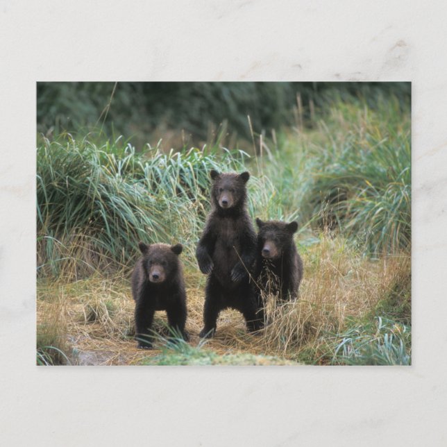 Cartão Postal urso pardo, Ursus arctos, urso cinzento, Ursus 7 (Frente)