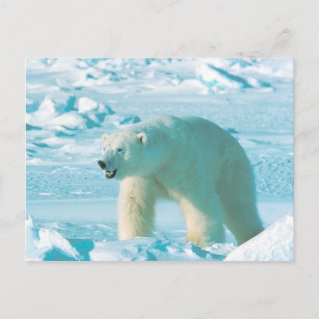 Cartão Postal Urso Polar (Frente)