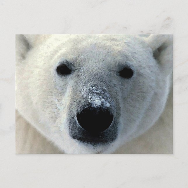 Cartão Postal Urso Polar (Frente)