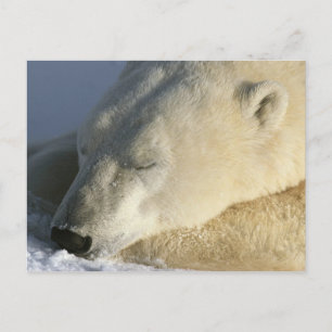 Cartão Postal Urso Polar
