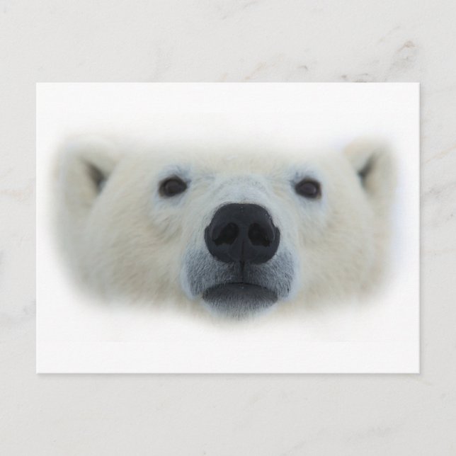 Cartão Postal Urso Polar (Frente)