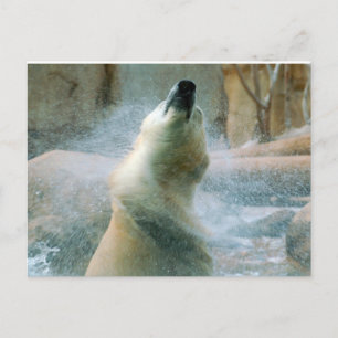Cartão Postal Urso Polar