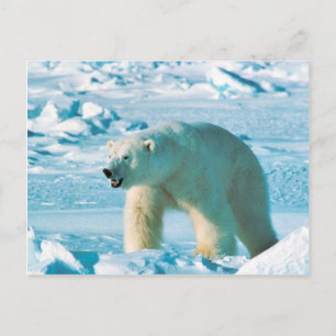 Cartão Postal Urso polar