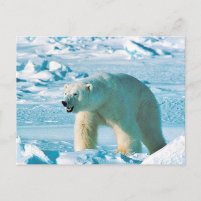 Cartão Postal Urso polar (Frente)