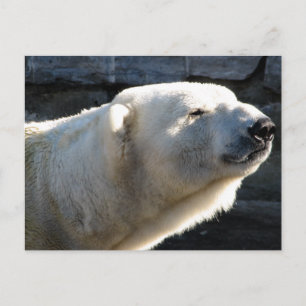 Cartão Postal Urso Polar