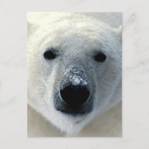 Cartão Postal Urso Polar