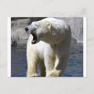Cartão Postal Urso Polar