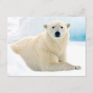 Cartão Postal Urso polar adulto grande javali no gelo de verão
