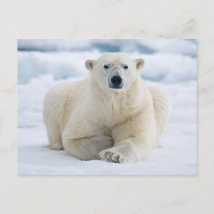 Cartão Postal Urso polar adulto no gelo da mochila de verão