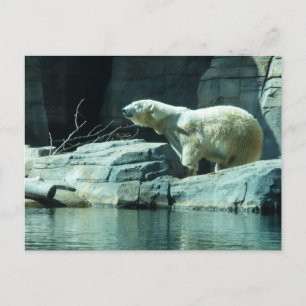 Cartão Postal Urso Polar: Berlim