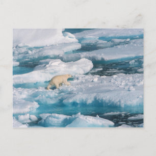 Cartão Postal Urso Polar caminhando no Mar