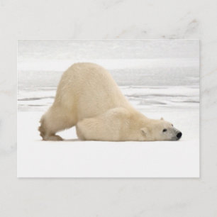 Cartão Postal Urso polar coçando-se na tundra congelada