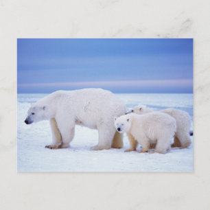 Cartão Postal Urso-polar com porcas