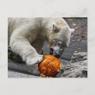 Cartão Postal Urso Polar Comendo Abóbora
