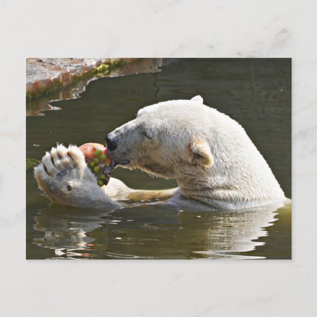 Cartão Postal Urso Polar Comendo Fruta Saudação (Frente)