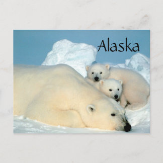 Cartão Postal Urso polar do Alasca com filhotes postais
