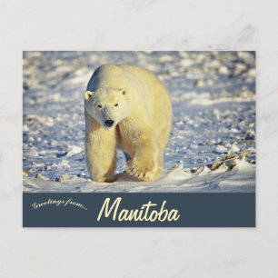 Cartão Postal Urso Polar em Churchill Manitoba Canadá