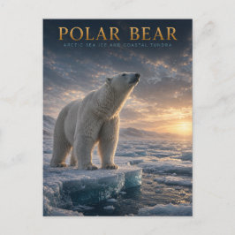 Cartão Postal Urso Polar Gelo Marinho Ártico ANIMAIS