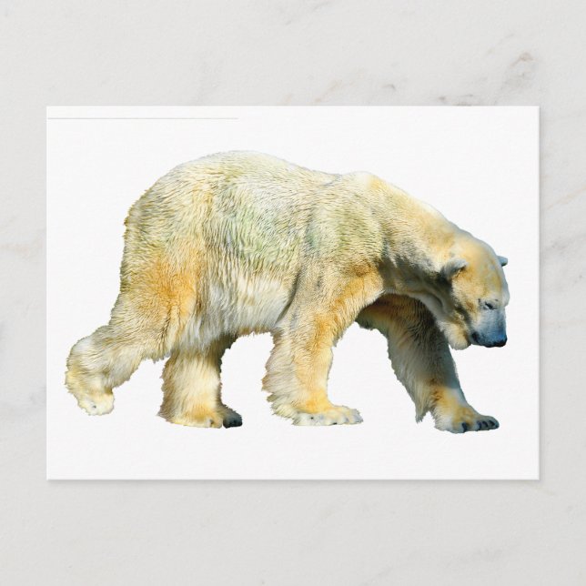 Cartão Postal Urso polar isolado (Frente)