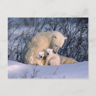 Cartão Postal Urso Polar Mãe Sentado com Gêmeos,