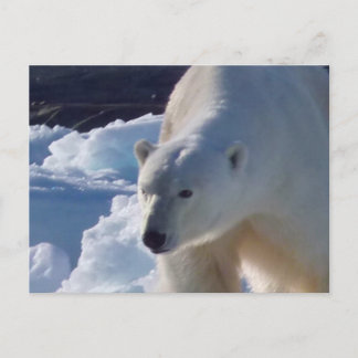 Cartão Postal Urso polar majestoso