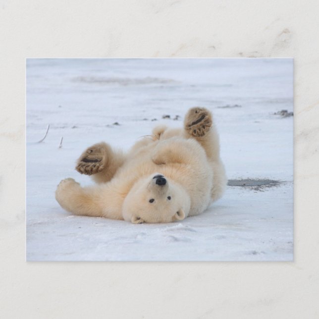 Cartão Postal urso polar, maritimus do Ursus, filhote que rola 3 (Frente)