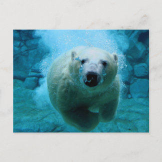 Cartão Postal Urso polar na água