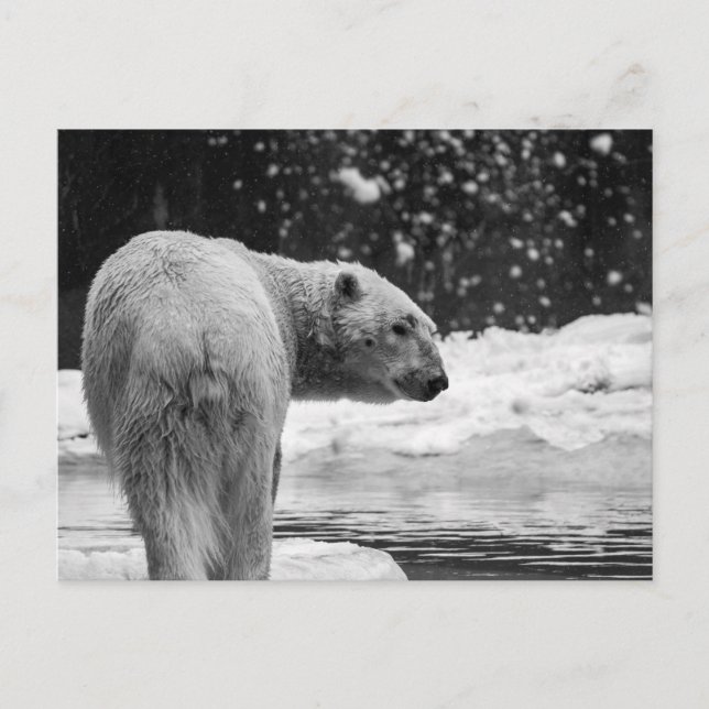 Cartão Postal Urso Polar na Neve (Frente)