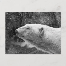 Cartão Postal Urso Polar Pacífico