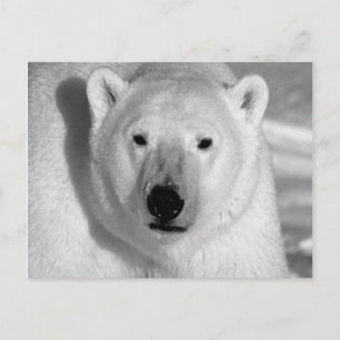 Cartão Postal Urso Polar Preto e Branco