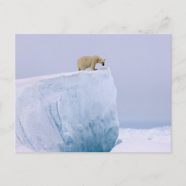 Cartão Postal urso polar, Ursus maritimus (Frente)