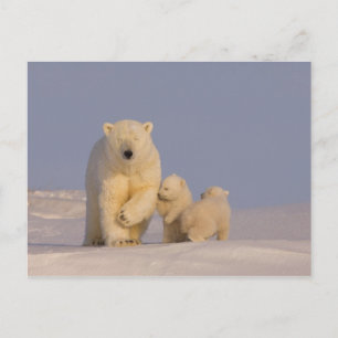 Cartão Postal urso polar, Ursus maritimus, fêmea com filhotes re