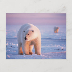 Cartão Postal urso polar, Ursus maritimus, grande javali