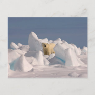 Cartão Postal urso polar, Ursus maritimus, no gelo áspero