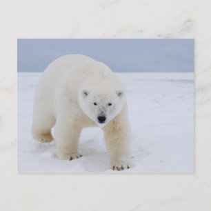 Cartão Postal urso polar, Ursus maritimus, no gelo e neve,