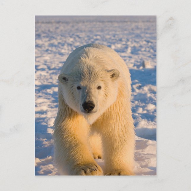 Cartão Postal urso polar, Ursus maritimus, urso polar sobre gelo (Frente)