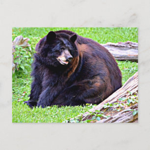 Cartão Postal Urso (Preto)