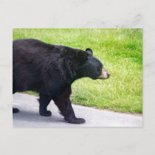 Cartão Postal Urso preto