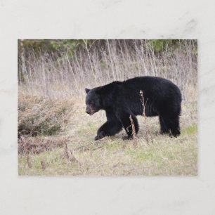 Cartão Postal Urso Preto